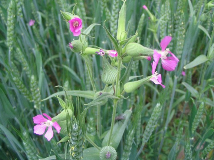 基地直销王不留种子优质的王不留林木种子量大优惠 成活率高