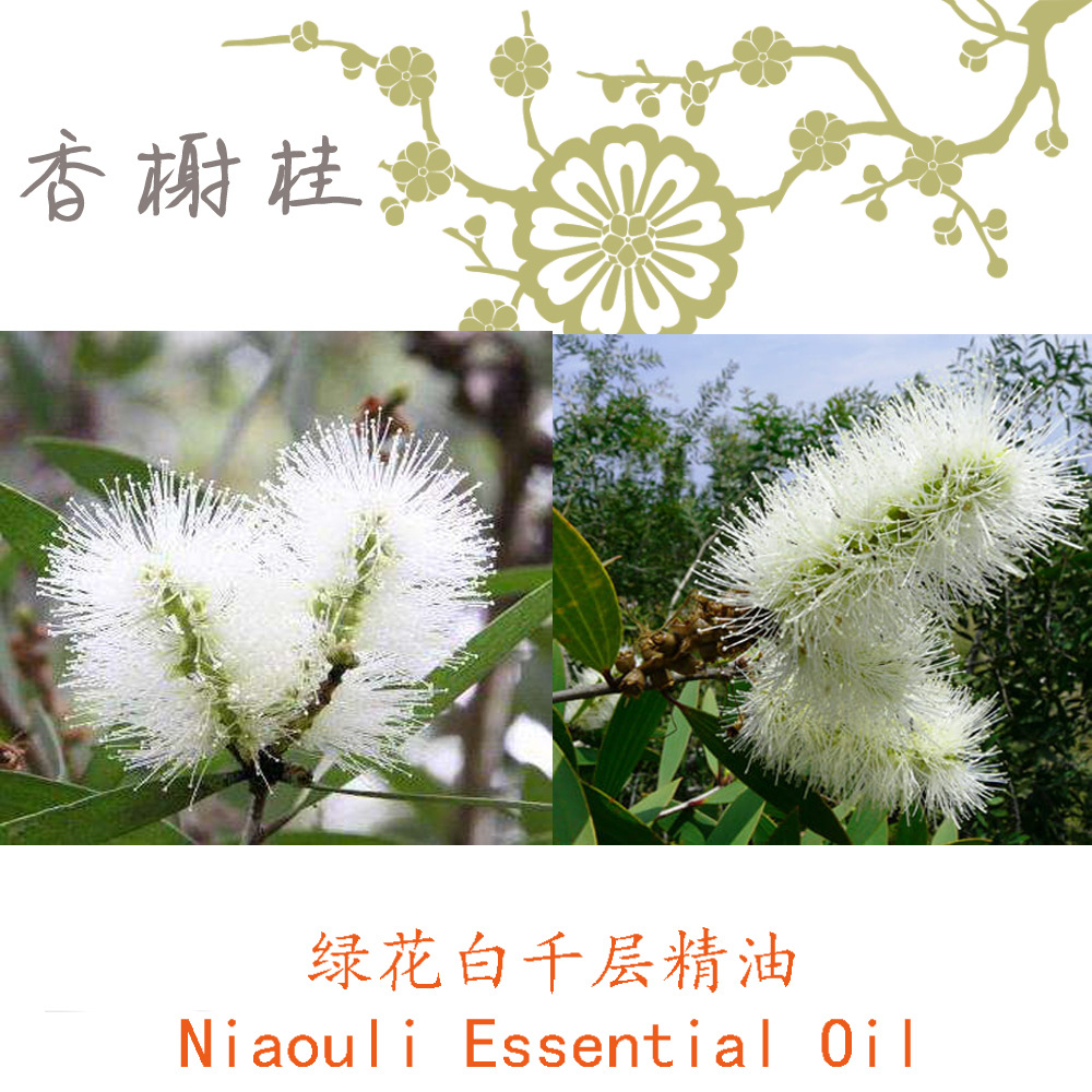 马达加斯加绿花白千层精油niaouli五脉白千层单方精油10ml起订