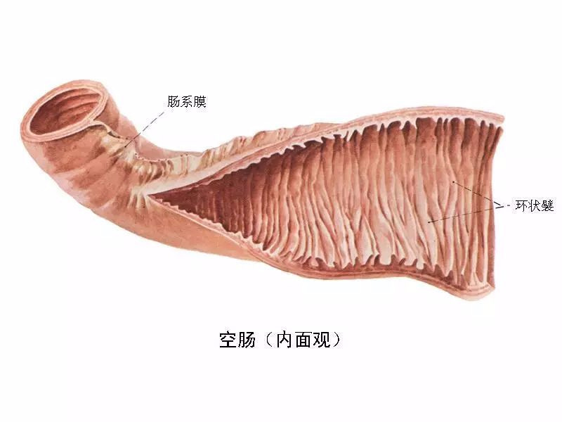 小肠环形皱襞图片图片