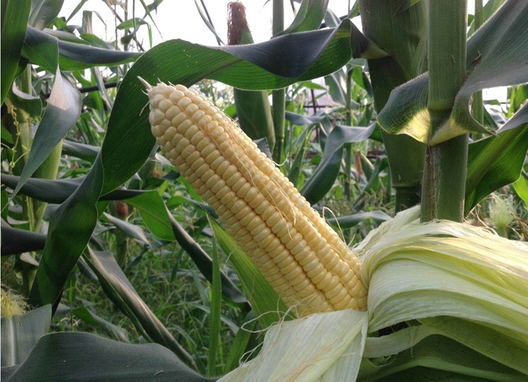 观赏玉米种子批发 水果玉米 可生吃 观赏玉米红色玉米基地发货