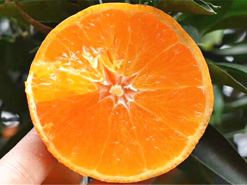 批发四川眉山当季新鲜水果青见柑橘 产地货现摘现发一件代发5/9斤