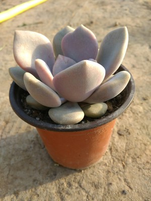 多肉植物批发 三色诺玛 室内盆景 创意花卉 大棚直销 满包邮