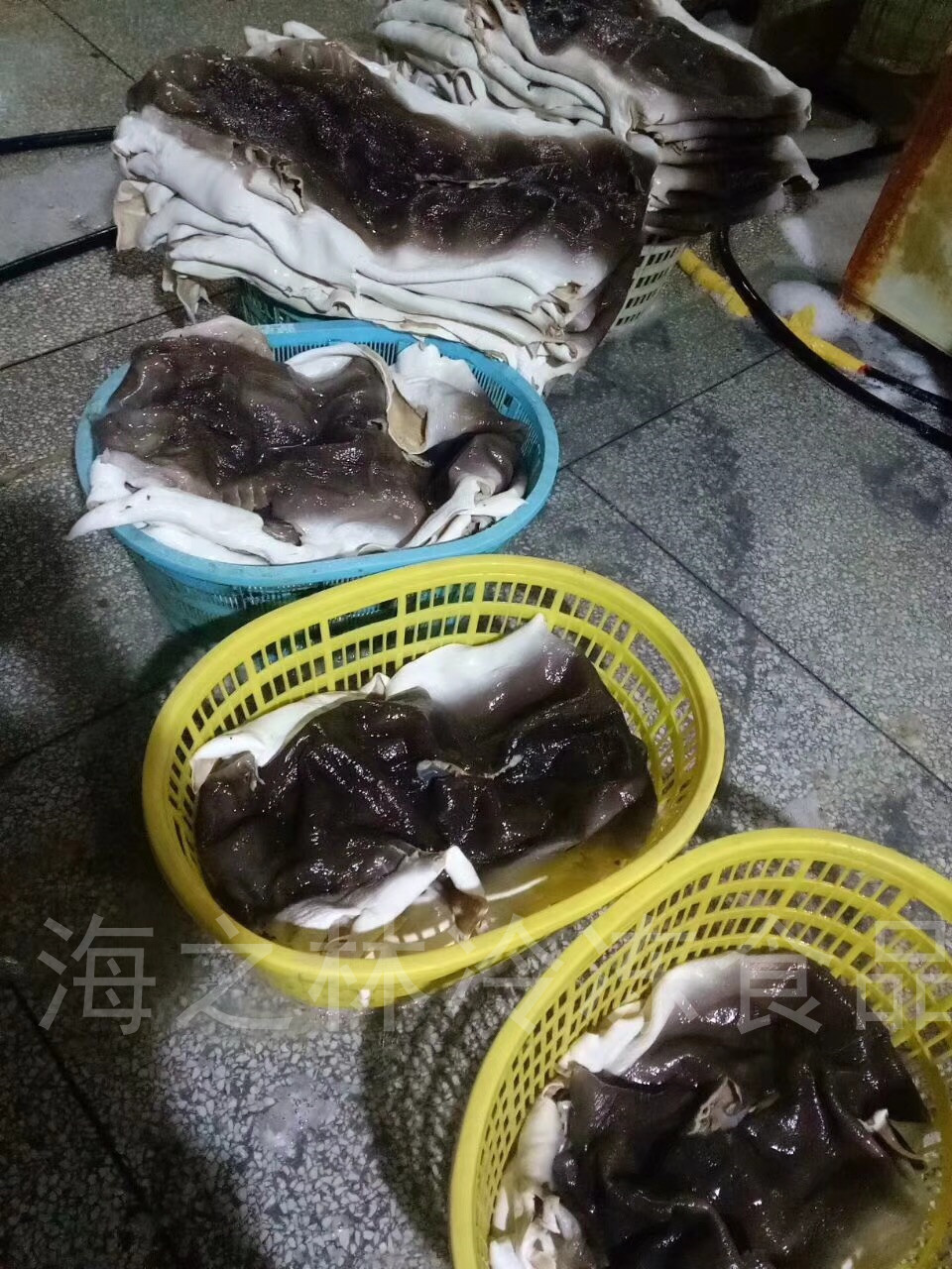 【海之林】鲨鱼皮 深海鱼皮 深海水产冷冻产品