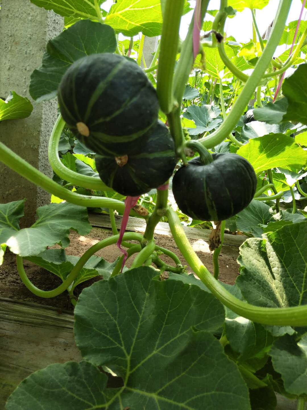 【1只试吃装】日本原种贝贝南瓜粉糯香甜样品迷你小南瓜包邮