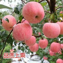河南红富士苹果批发价河南灵宝冰糖心苹果基地江苏红富士苹果价格