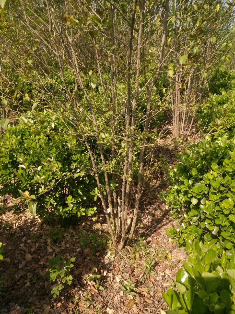 丛生大叶女贞 大叶女贞球