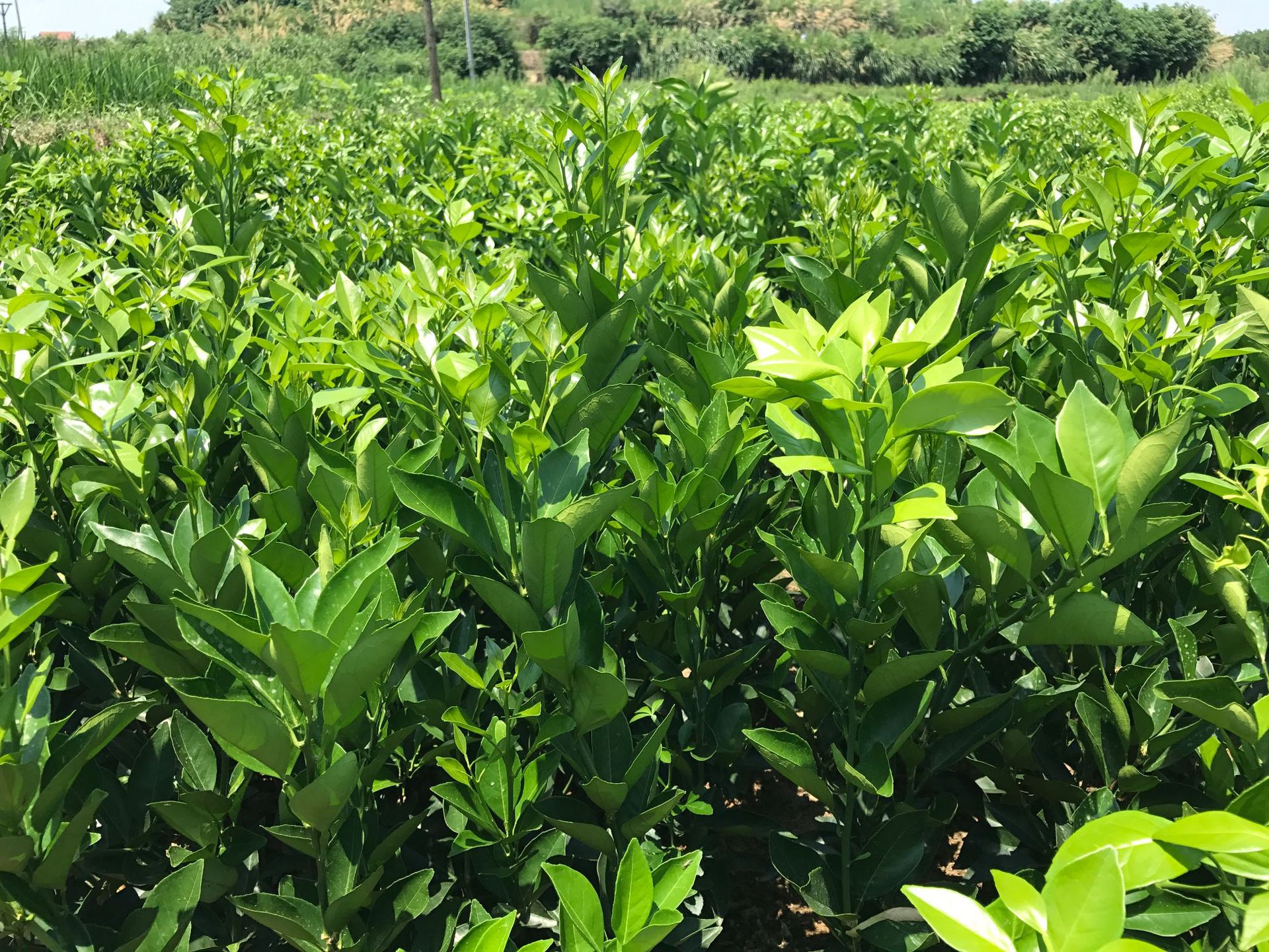 纽荷尔脐橙苗 卡拉卡拉脐橙苗供应 专业繁育基地 果树苗木批发