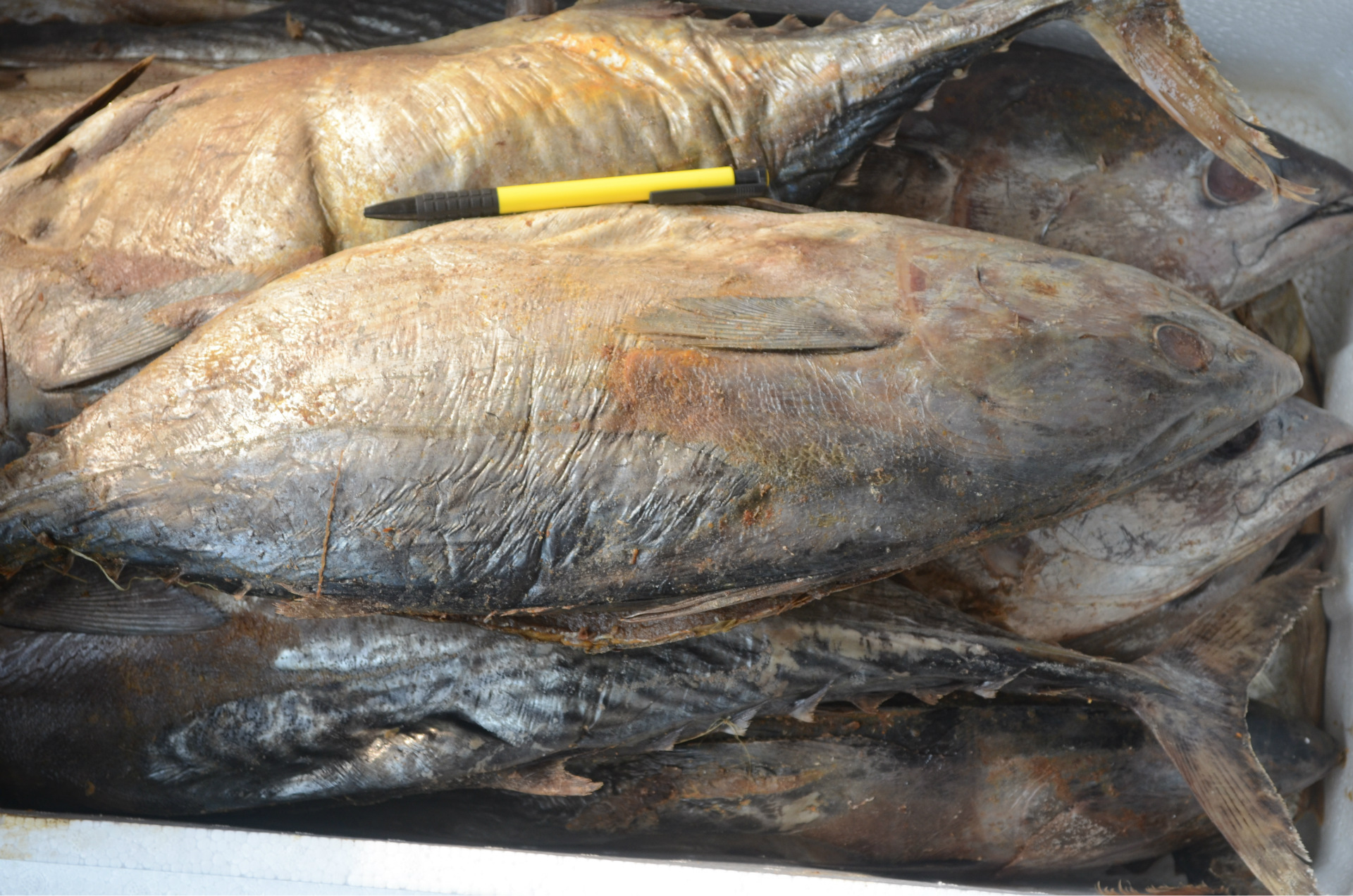 供应 野生无添加香醇咸鲅鱼 海鲜干制水产品咸鲅鱼干 批发