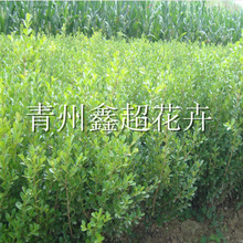 大叶黄杨 万年青 北海道黄杨一 二年杯苗 常绿乔木基地供应