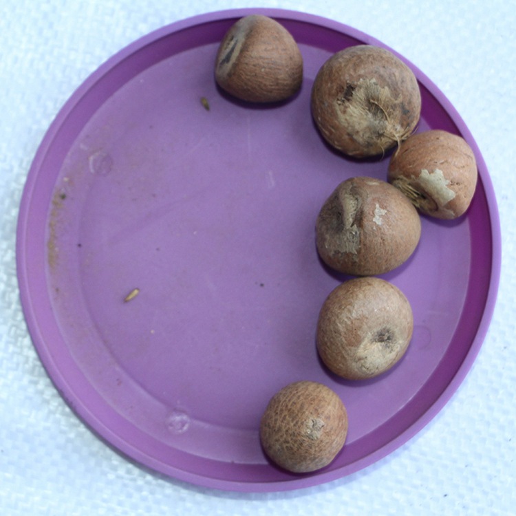 槟榔种子 槟榔树种子 大腹子 新采宾门橄榄子 青仔 药材种子 易种