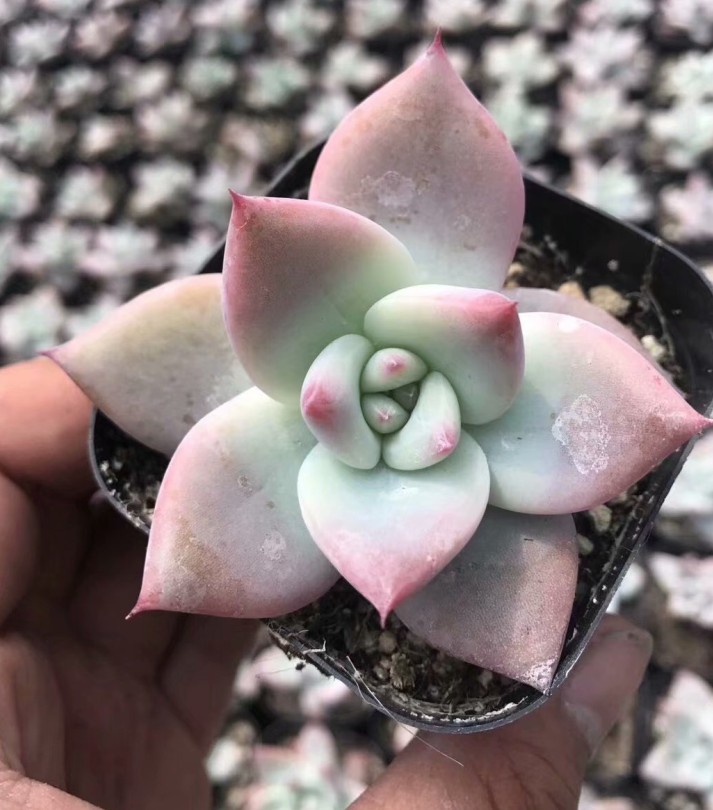 野卡 卡罗拉 4-6cm 大颗实物拍摄 多肉植物批发基地直销