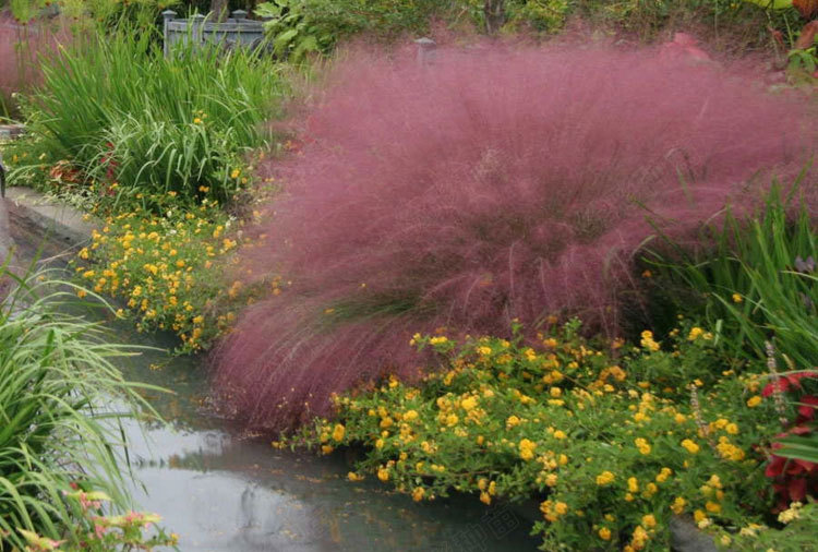 粉黛乱子草种子 多年生观赏草 毛芒乱子草 粉米利草 庭院花卉
