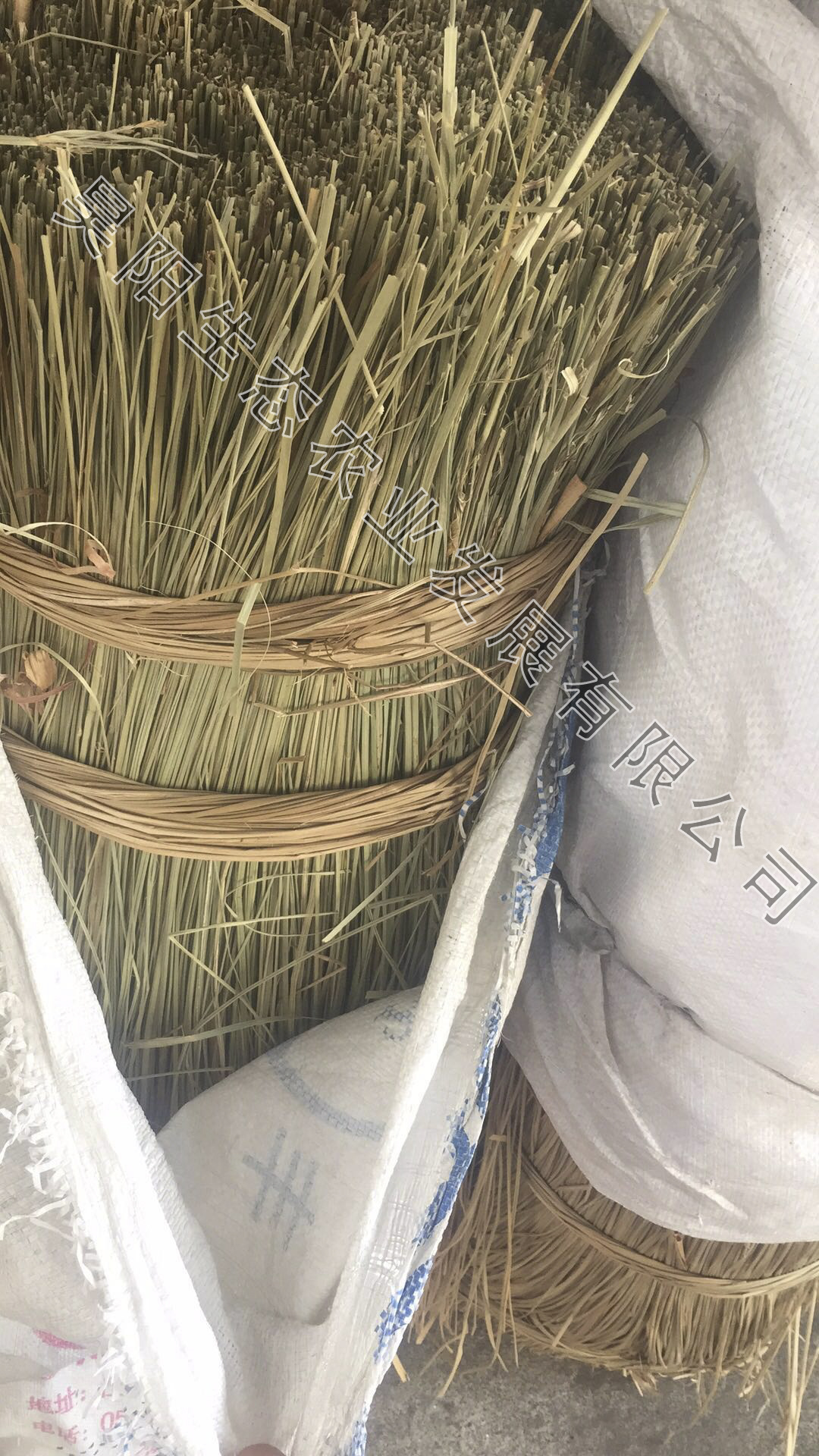 粽子绳包粽子的野生马莲粽草水草粽绳端午节材料裹粽线1.5m长草绳