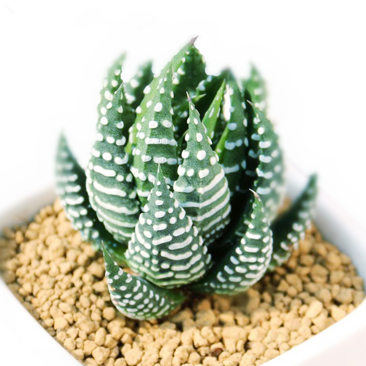 多肉植物鹰爪十二卷盆栽 绿植花卉盆花组合 居家办公美观装饰盆景