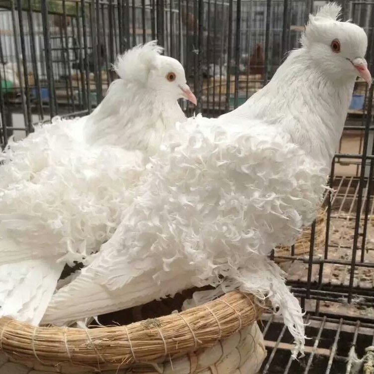 出售马甲芙蓉鸽子 白芙蓉观赏鸽 黑马甲芙蓉青年观赏鸽子图片