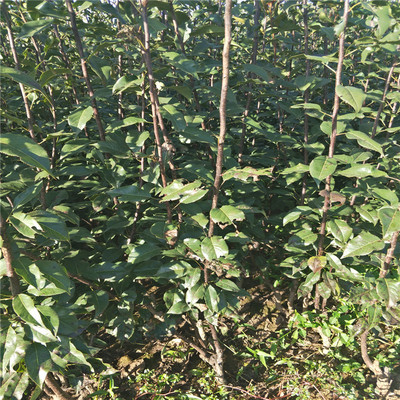 河南黄金梨树苗批发价格 果树苗嫁接黄金梨树苗大型培育基地