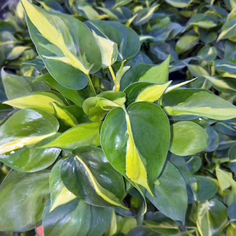 【基地直销】室内花卉 观叶爬藤植物 绿墙盆栽(a110)花叶杏叶藤