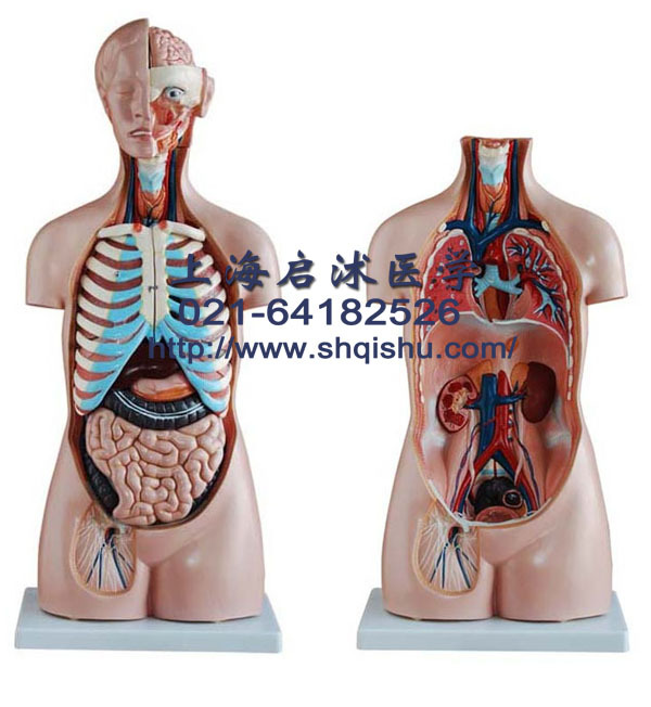 无性互换躯干模型20件85cm 人体内脏器官模型