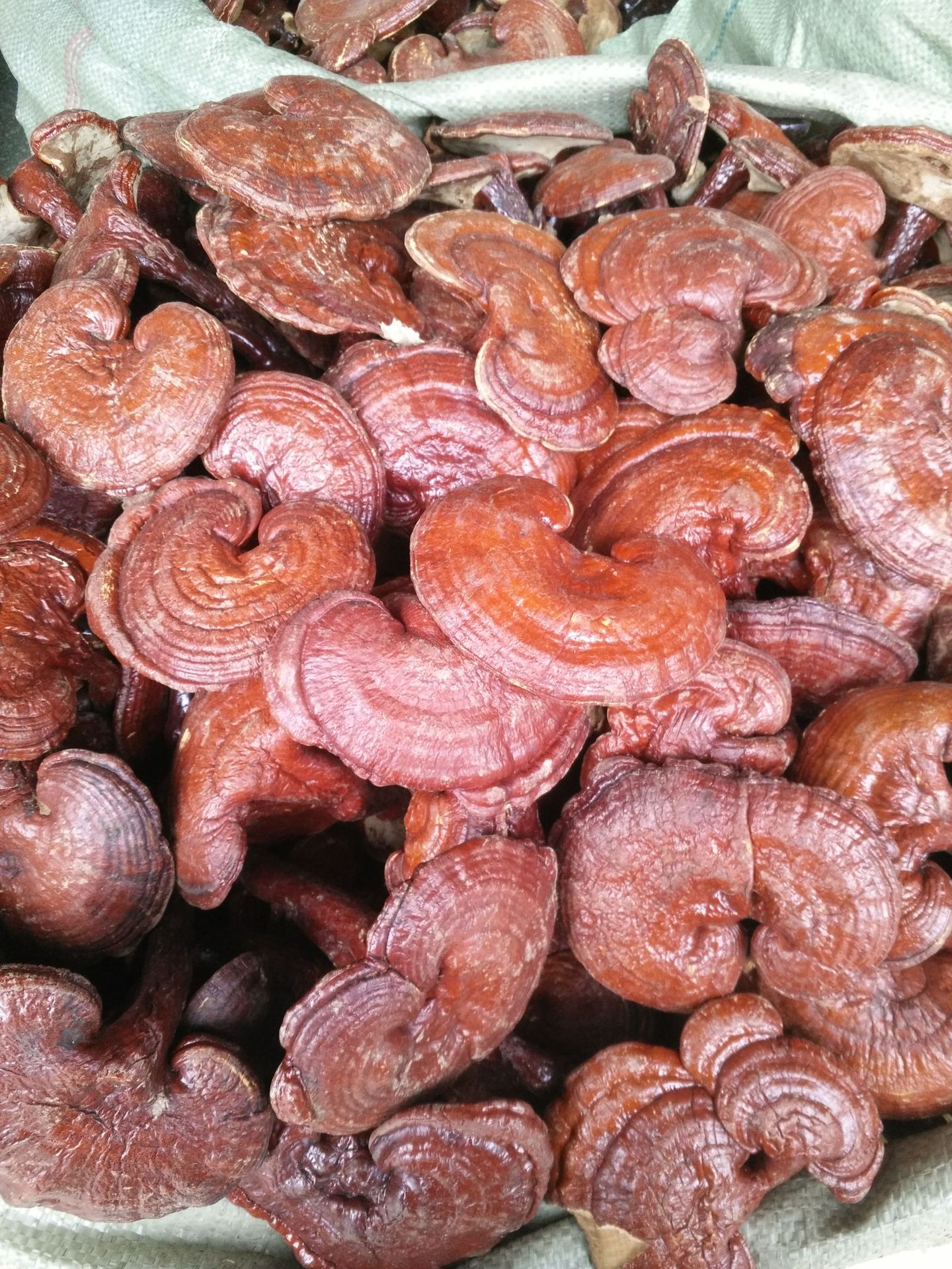 诚招红灵芝代理