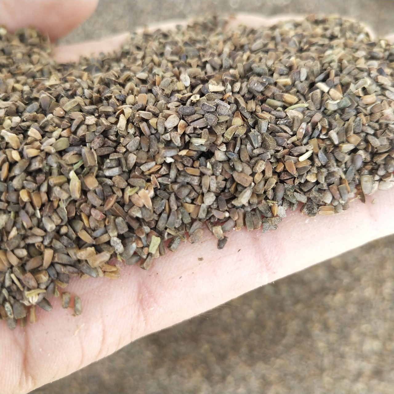 中药材 茺蔚子包邮