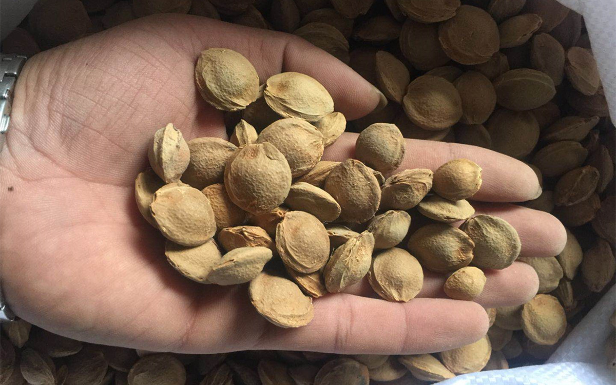 批发供应优质山杏核 林木种子杏树种子山杏种子 野山山杏量大从优