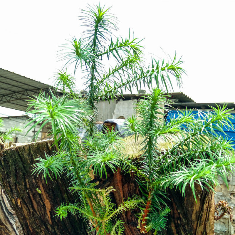 新采经济用木材树籽杉木种子沙木沙树刺杉树香杉全国支持货到付款