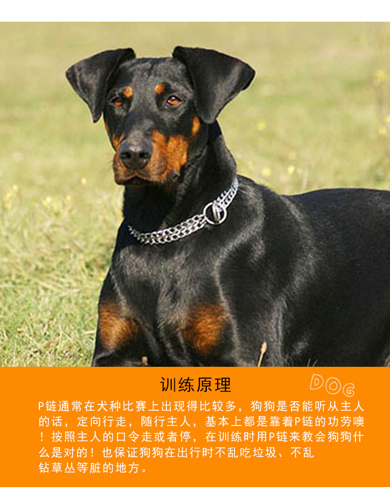 浦江三联双排链脖圈镀铬宠物用品狗狗项圈特价批发