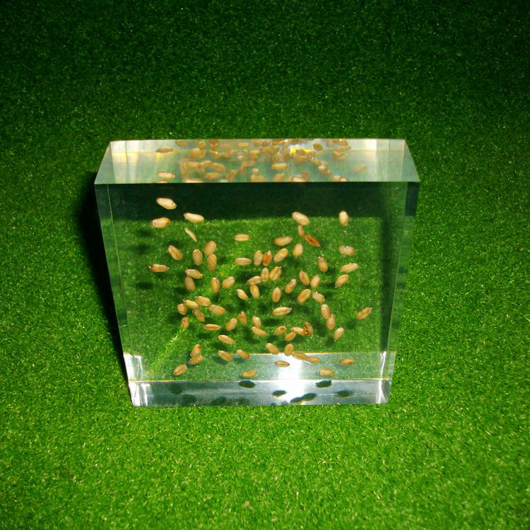 透明树脂内藏植物种子亚克力种子展示高透明度水晶胶浇铸种子