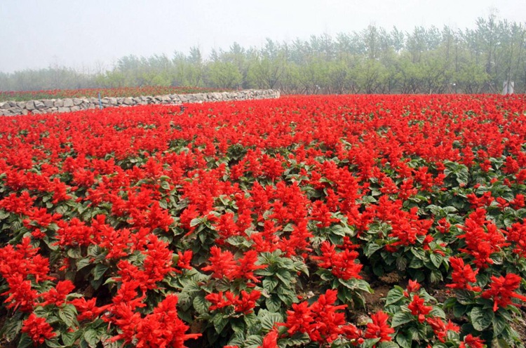 矮杆一串红种子 高杆一串红花草籽工程园林绿化草花种子一串蓝籽