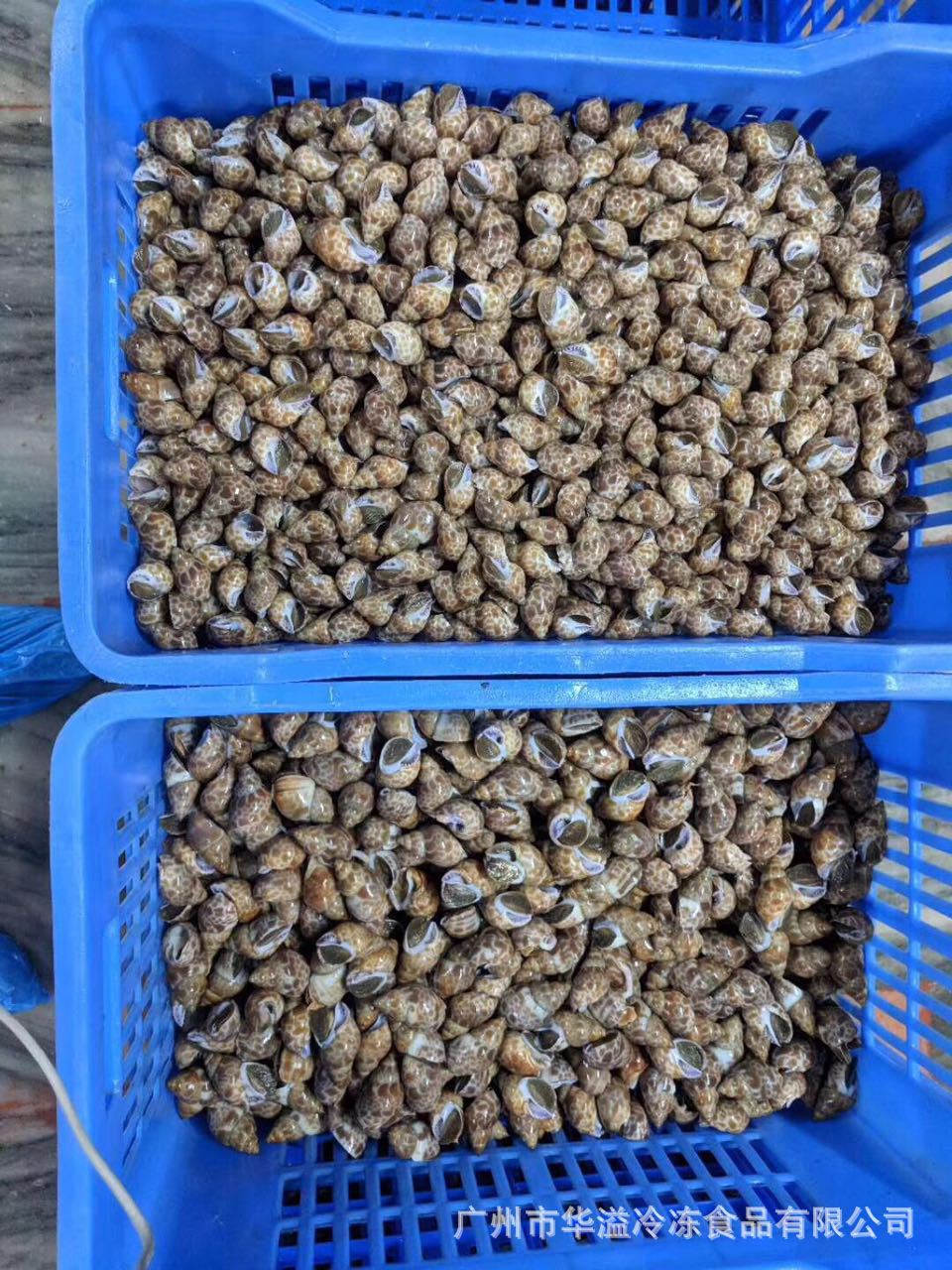 冷冻花螺 花斑螺 广州批发花螺冷冻海螺短尾花螺麻辣花螺