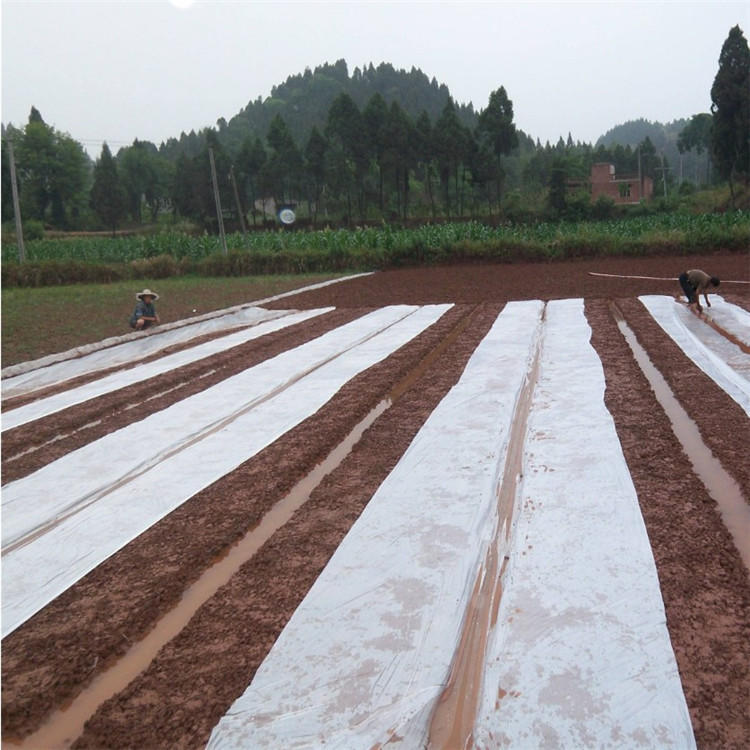 田地塑料薄膜白色透明加厚除草地膜蔬菜保鲜保温树苗保暖透明膜