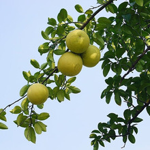 果树种子水果种子香橼果树籽