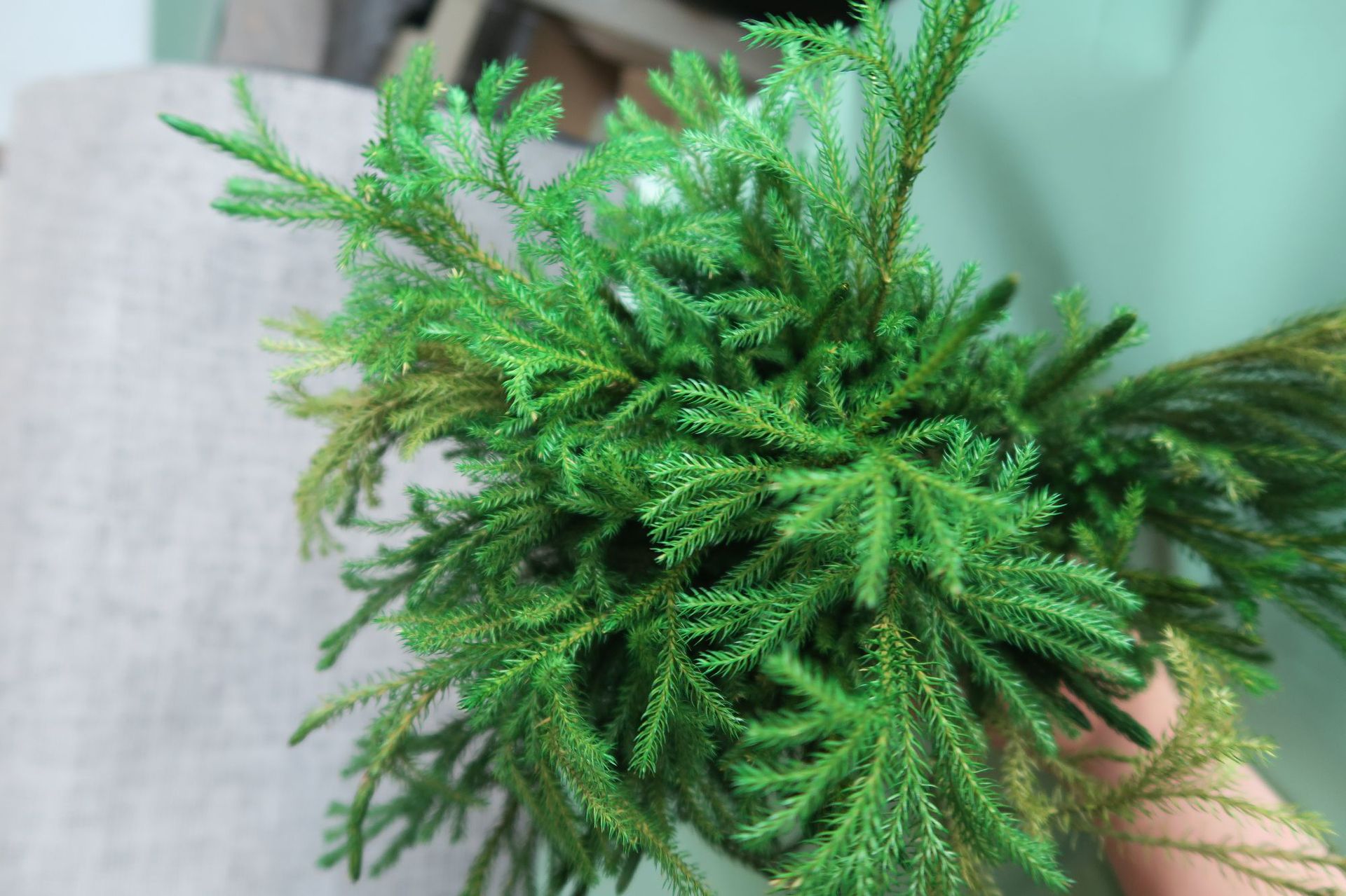 云南金先生永生花材批发 石松 厂家直销辅材红绿蓝紫金黄色石松枝