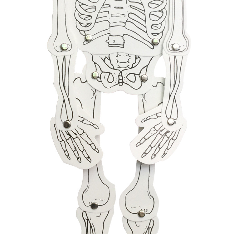 幼儿益智玩具儿童科学实验器材科技小制作自制人体骨骼模型拼装