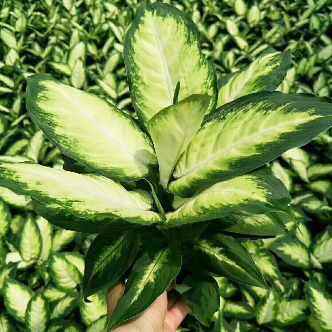 基地直供观叶植物净化空花卉盆栽办公布置a140粉黛万年青