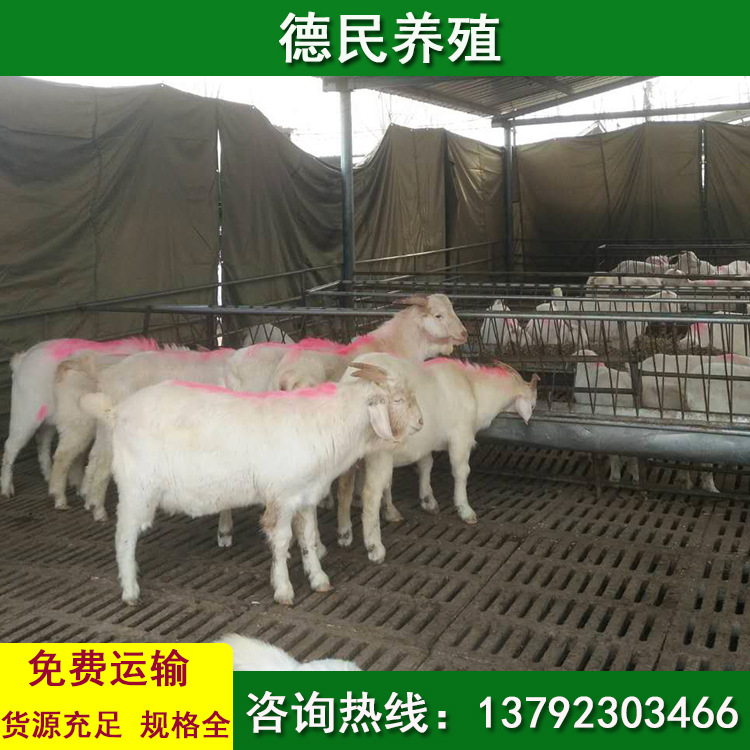 波尔山羊羊苗价格 小尾寒羊基地 波尔山羊养殖场 大耳朵羊价格