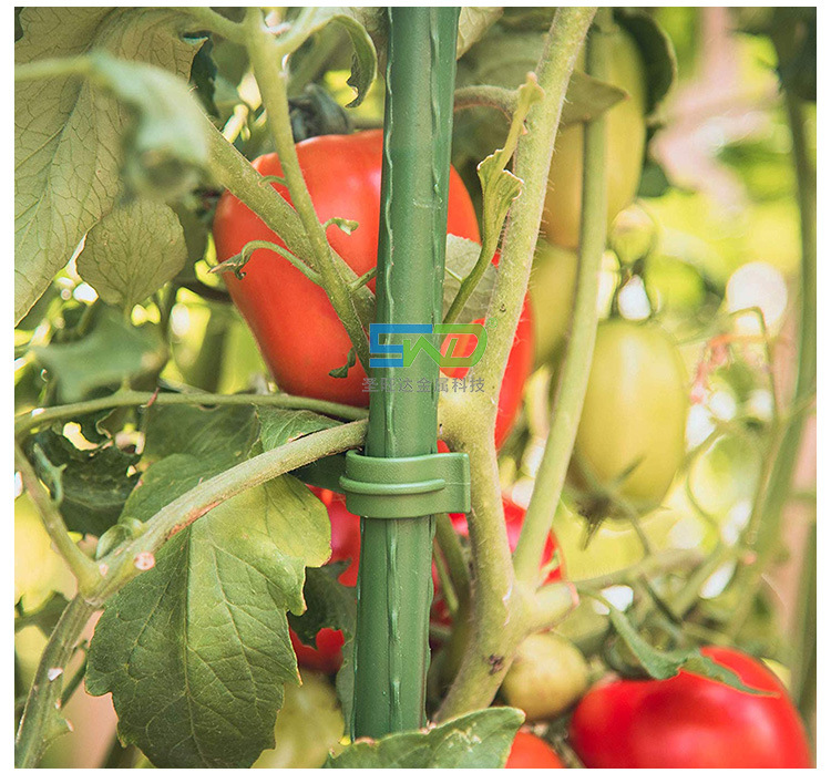 番茄支柱 爬藤支柱支架 阳台种菜 包塑支柱
