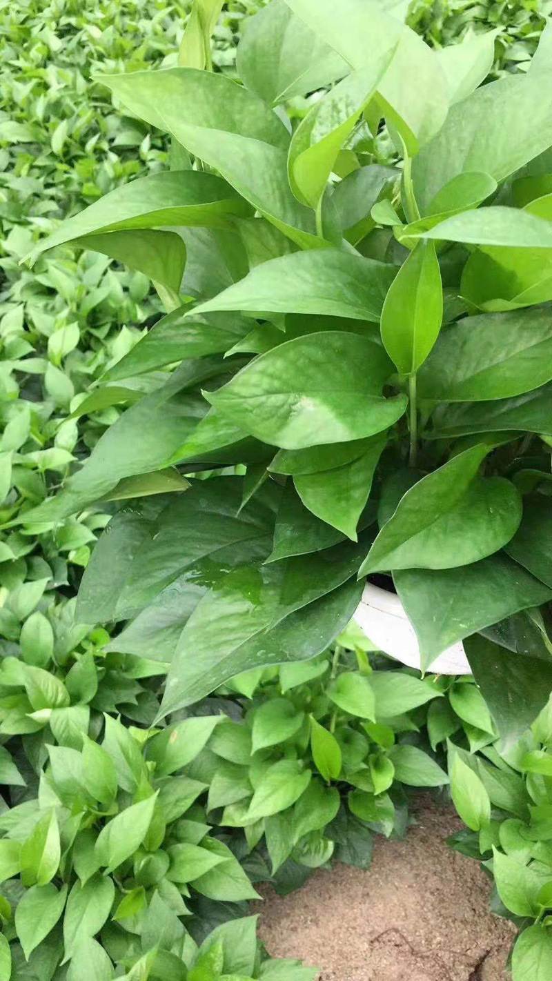 【基地直销】观叶植物小盆栽花卉植物可水培室内花卉180#青叶绿萝