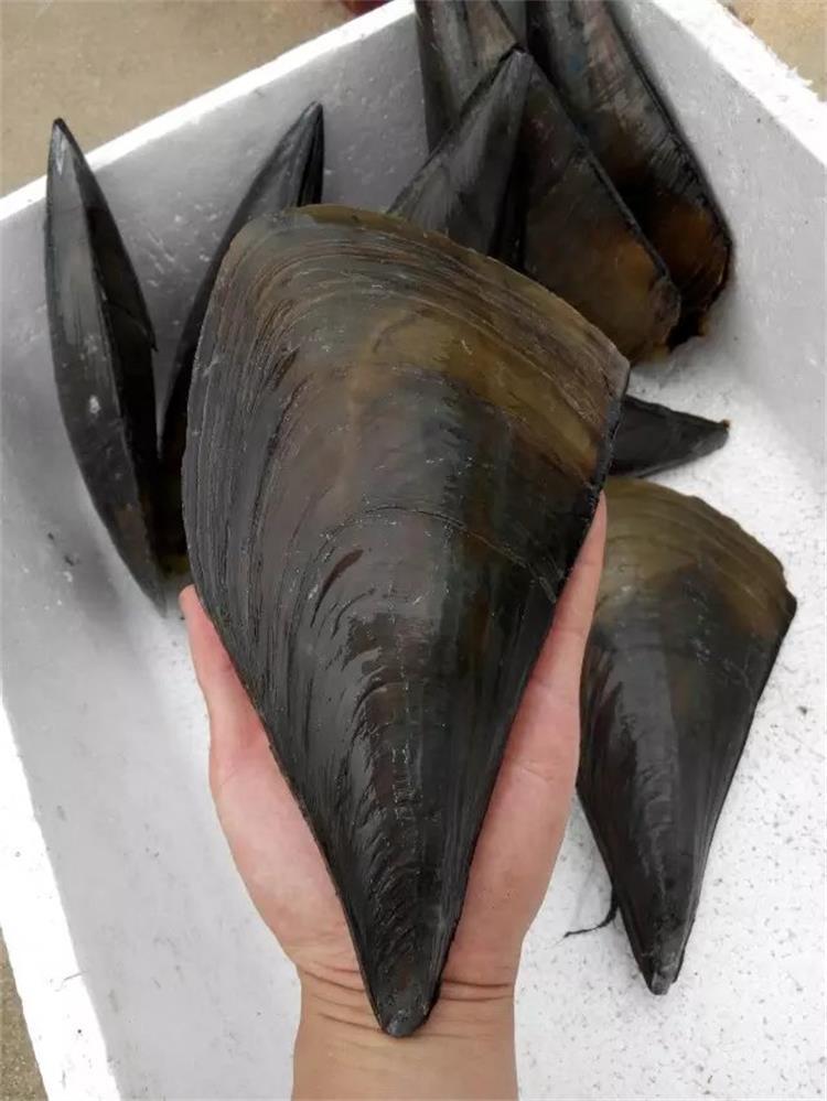 海鲜鲜活新鲜带子贝鲜活带子绿贝野生带子贝水产批发海鲜贝类特价