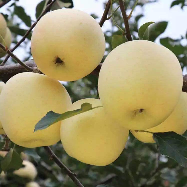 爆款 黄金奶油富士5斤装山东烟台栖霞奶油苹果一件代发包邮