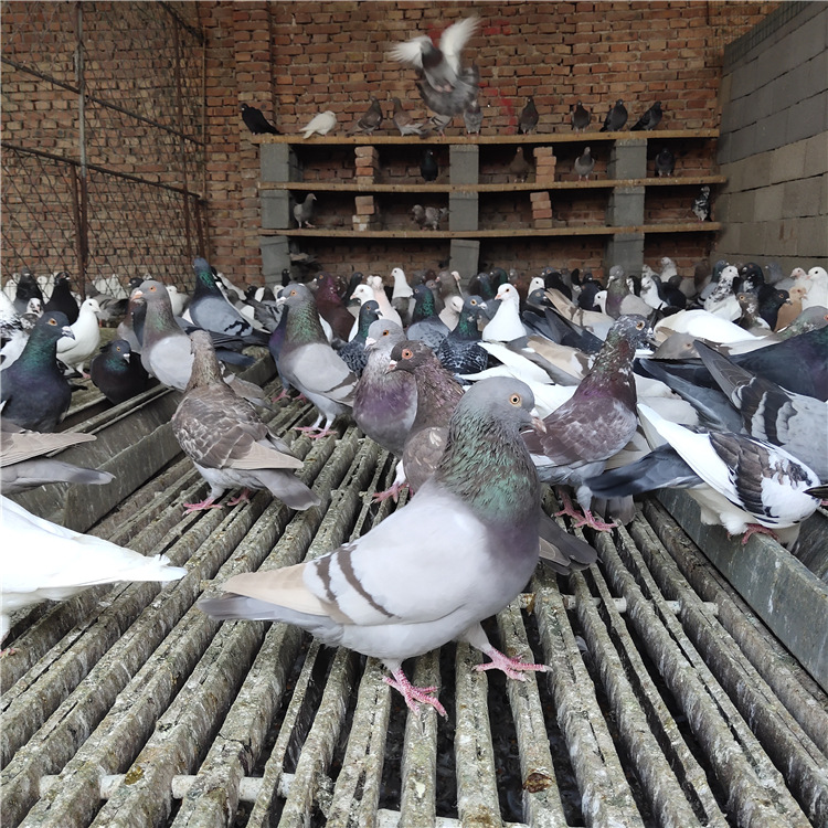 6年 |主营产品:孔雀;黑天鹅;鸵鸟;矮马;羊驼;梅花鹿;火鸡;香猪;观赏鸡