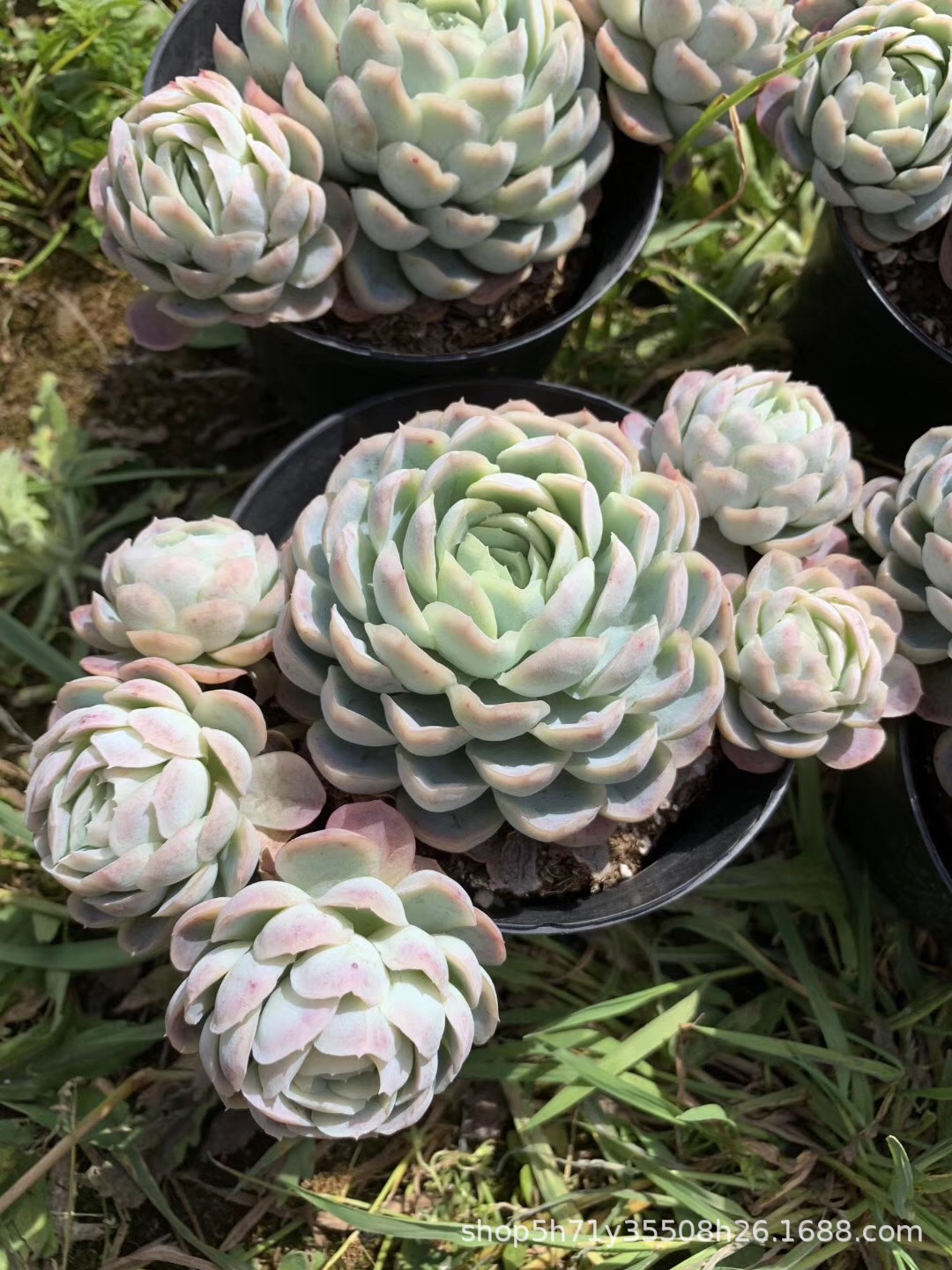 855精品状态多肉植物基地批发 紫月影群盆12cm多肉珍稀品种裸根发