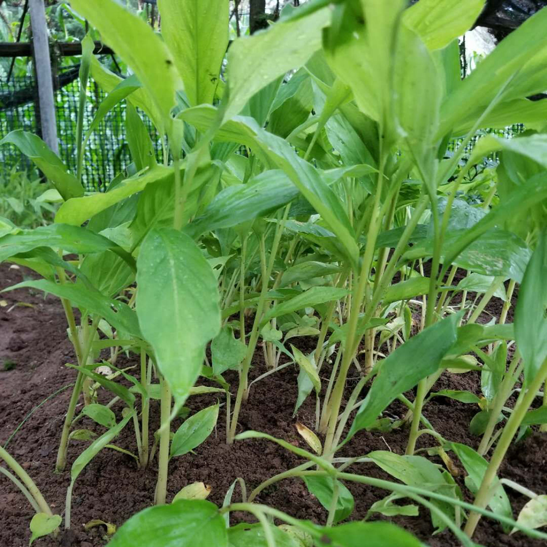 优质草果 带根草果苗 优质草果种苗 根茎粗壮 易成活 基地直销