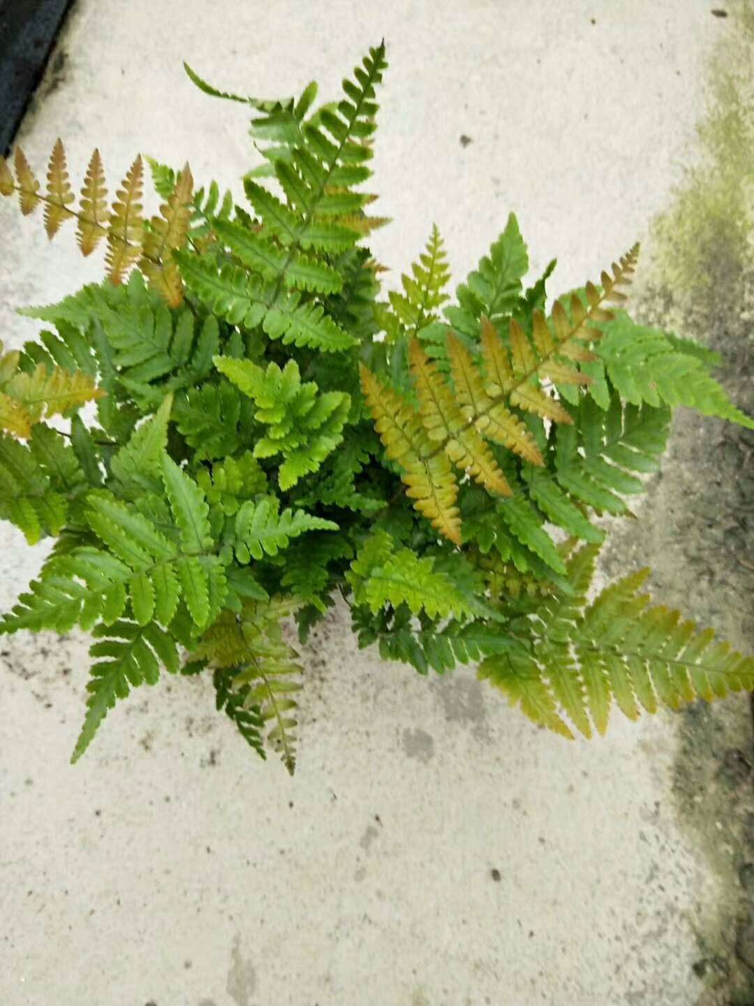 【基地直供】蕨类植物小盆栽室内盆栽 a90 彩虹蕨 微景观植物