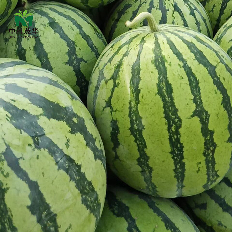 中科茂华蔬菜水果种子中科六号西瓜种子美都麒麟西瓜种籽改良8424