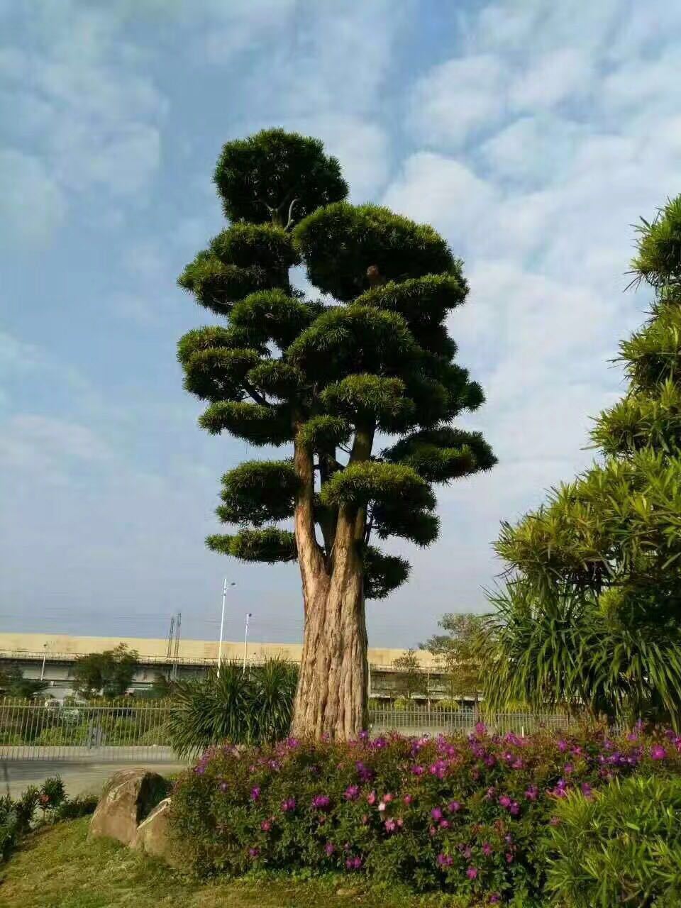 台湾罗汉松树苗树苗小叶罗汉松绿化庭院风景树种类基地直发