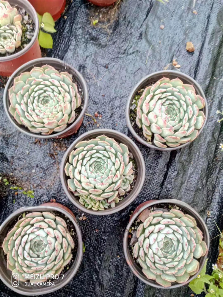 0181多肉植物盆栽大棚直销 狮子座单头盆12cm品相实拍多肉品种