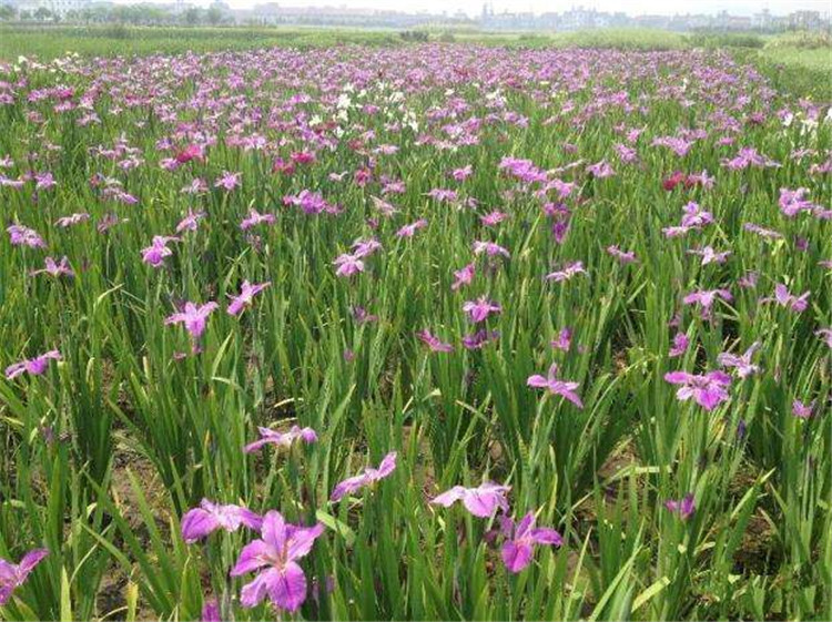 批发水生鸢尾耐寒常绿鸢尾净化水质水体绿化挺水植物