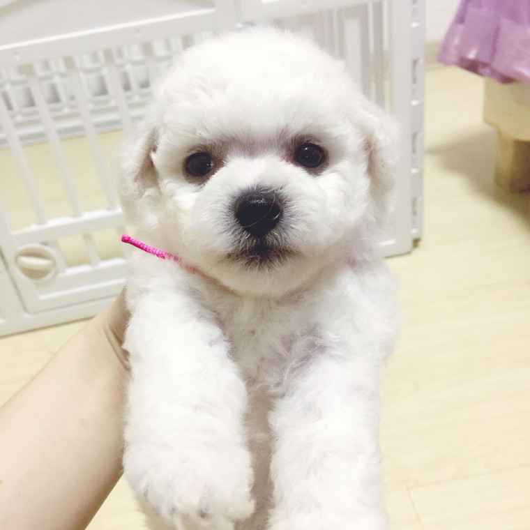比熊犬活体白色比熊犬卷毛比熊泰迪幼犬比熊幼犬迷你宠物狗小型犬