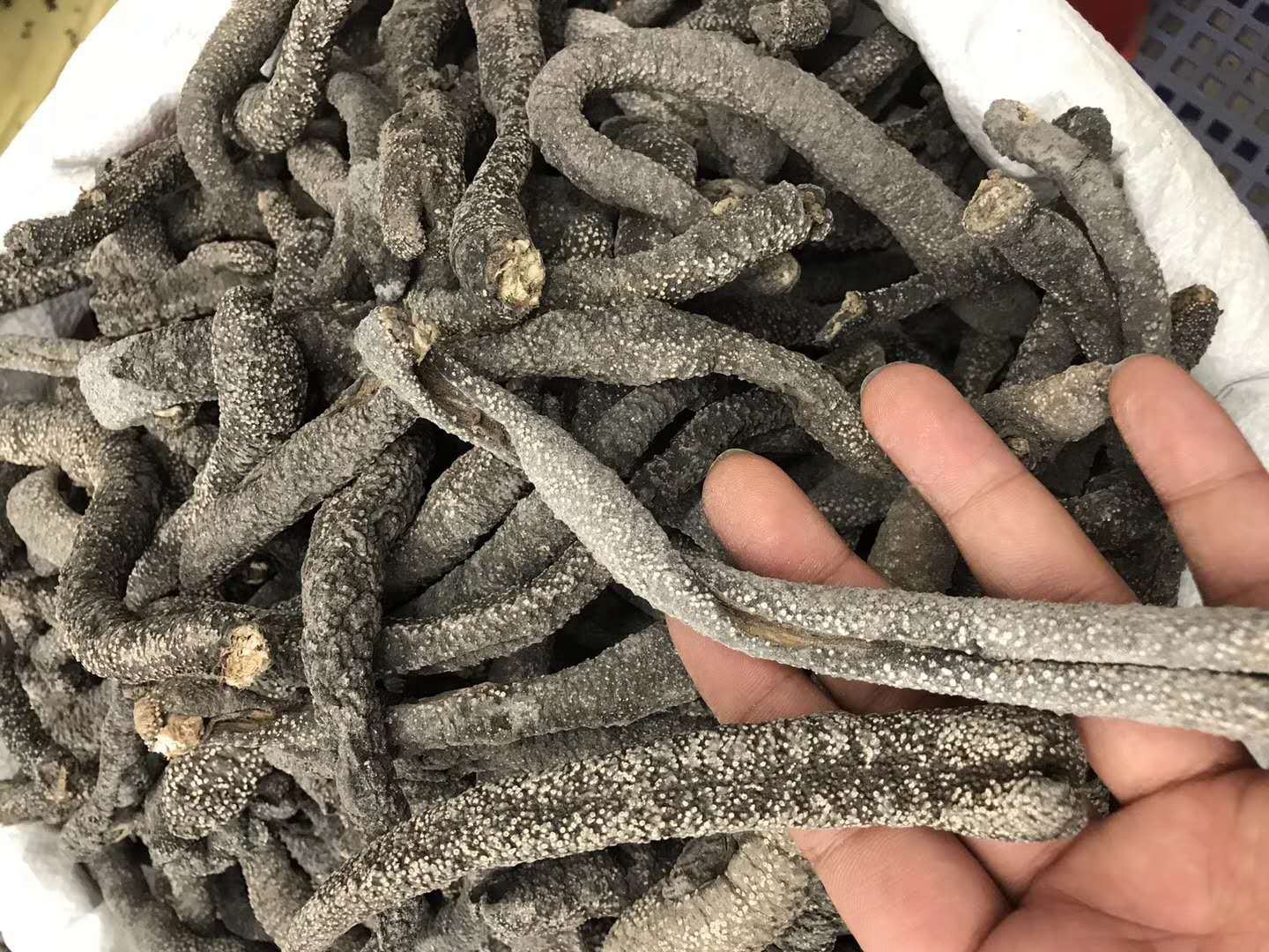 一德路海味 非洲花蛇海参 图片大 不麻口 一斤￥145